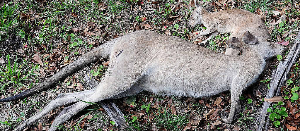 =The mass shooting of kangaroos at Booral is under investigation. =The mass shooting of kangaroos at Booral is under investigation.